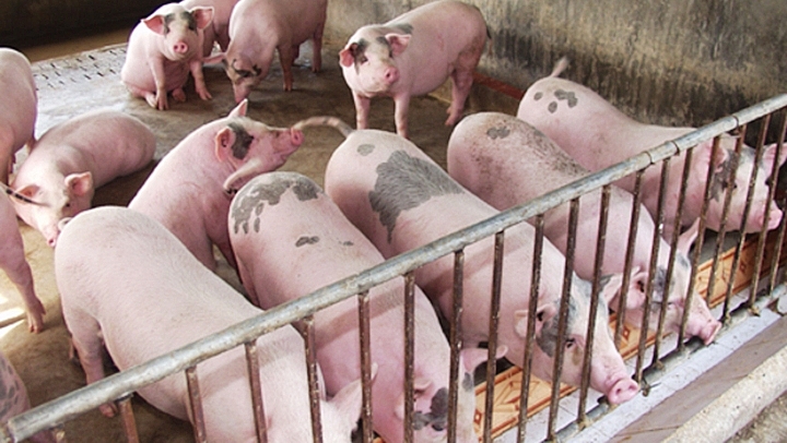 Giá lợn hơi tăng tiên tục sau nhiều tháng luôn trong đà giảm chạm đáy